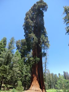 Mein erster Mammut-Baum